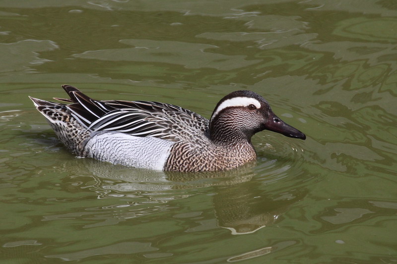 Garganey